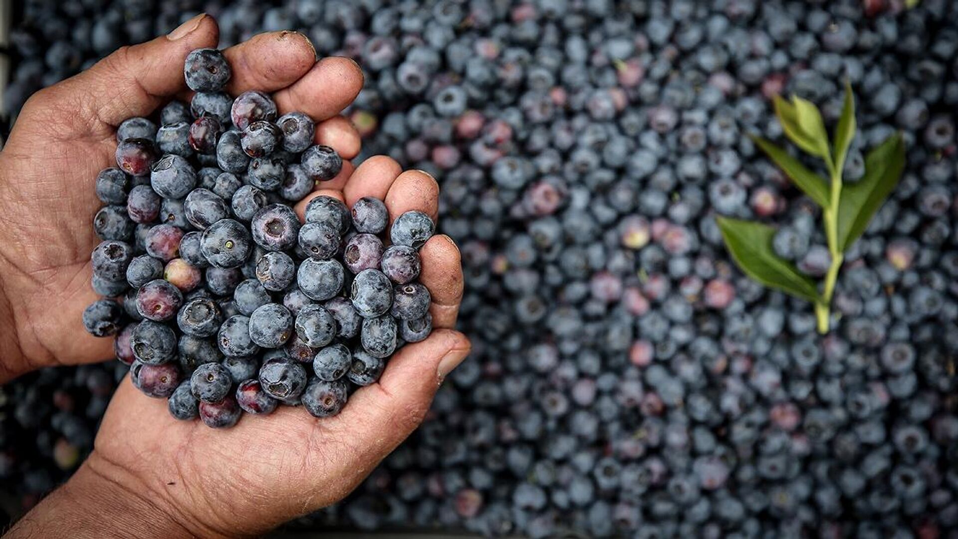 Yaban mersininde Hepatit A tespit edildi: Market toplatma kararı aldı