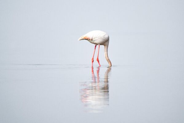 İzmir’in pembe misafirleri: Flamingolar, Gediz Deltası’nı renklendirdi