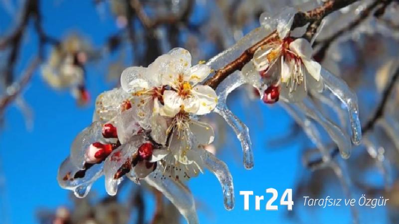 Karaman Tarım Müdürlüğü, zirai dona karşı 3 tesirli formülü duyurdu