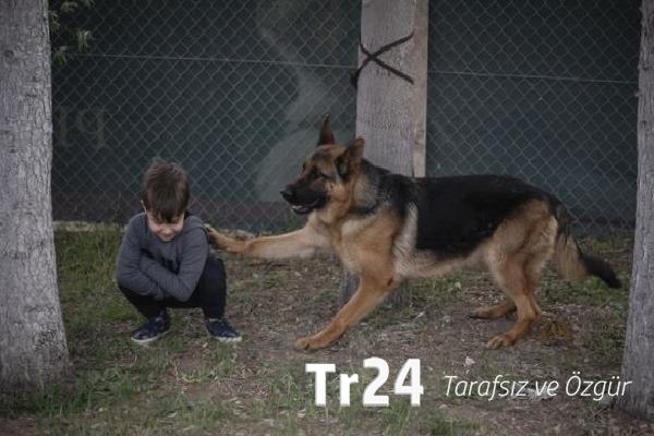 Ankara’da ‘Alman Çoban Köpeği Irk Standartları Yarışması’ düzenlendi