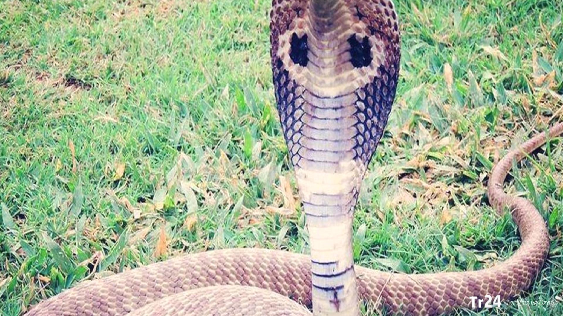 Hindistan’da okul yemeğinde ölü yılan çıktı: 100’den fazla çocuk hastalandı