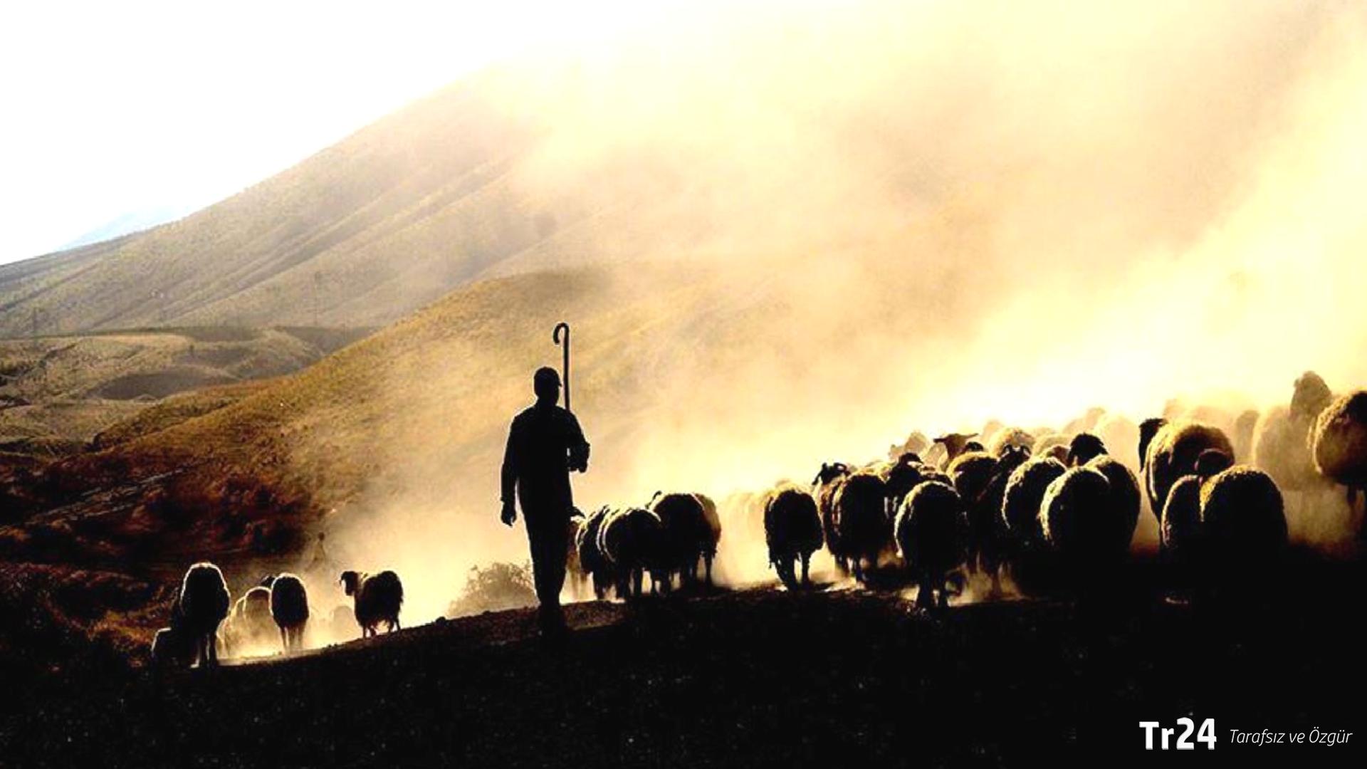 Yabancı çobanlar geliyor: Çalışma izni başvuruları başladı