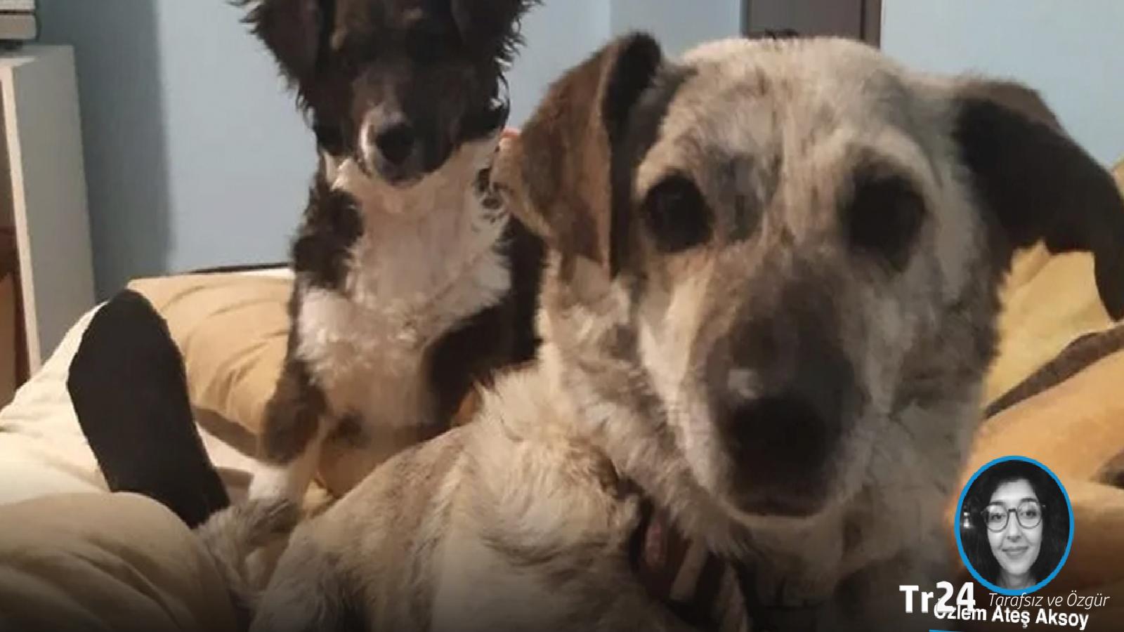 2 köpeği tabancayla vurup birinin ölümüne neden olan sanığa 2 yıl 6 ay hapis cezası
