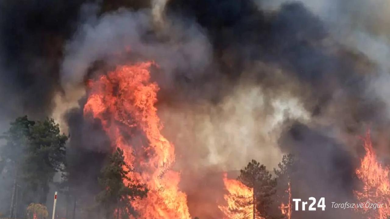 Bursa’da havai fişeklerden çıkan yangınlara ilişkin karar: Suça sürüklenen üç çocuk ağaç dikecek, biri ev hapsinde