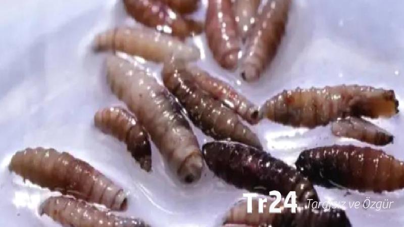 ABD’de insana bulaştığı doğrulanan et yiyen Yeni Dünya vida kurdu hakkında bilinmesi gerekenler