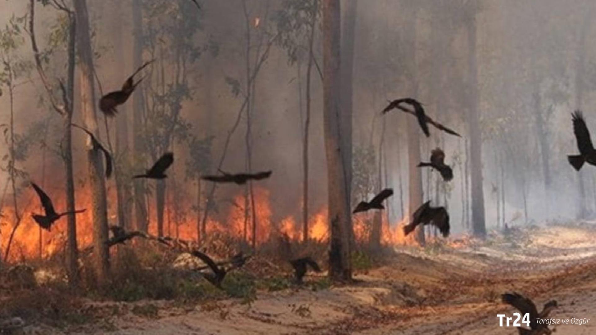 WWF – Türkiye’den avcılık uyarısı: Yangından kurtulan canlar, kurşunla ölmesin