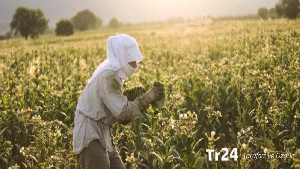 Çukurova’da tarım işçileri iş bıraktı: “Binlerce işçi ücretler nedeniyle çalışmıyor”