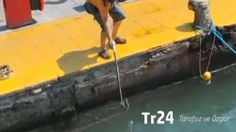 Nesli tükenme tehlikesi olan ‘mavi yelken balığı’nı zıpkınla vurdu; Bakanlık ceza kesti