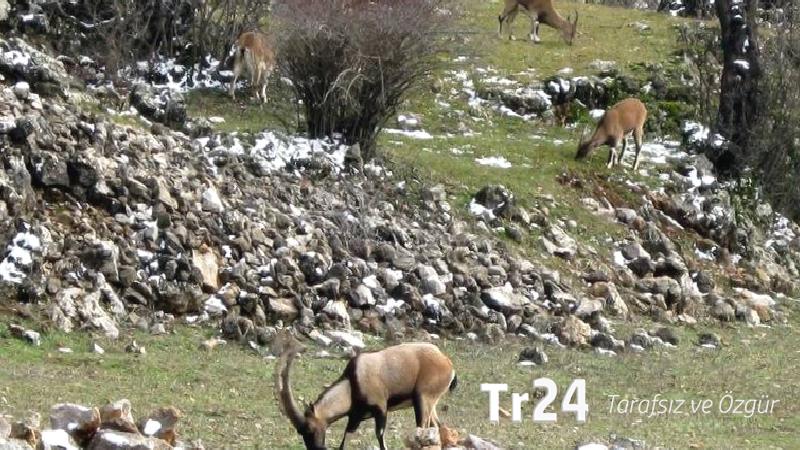 Bakanlık uyardı; yasak avın tazminatı milyonlarca lira ve hapis cezası!