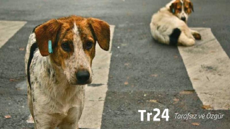 “Esenler Belediyesi, sokak köpeklerini toplayıp Arnavutköy’e gönderecek” iddiası