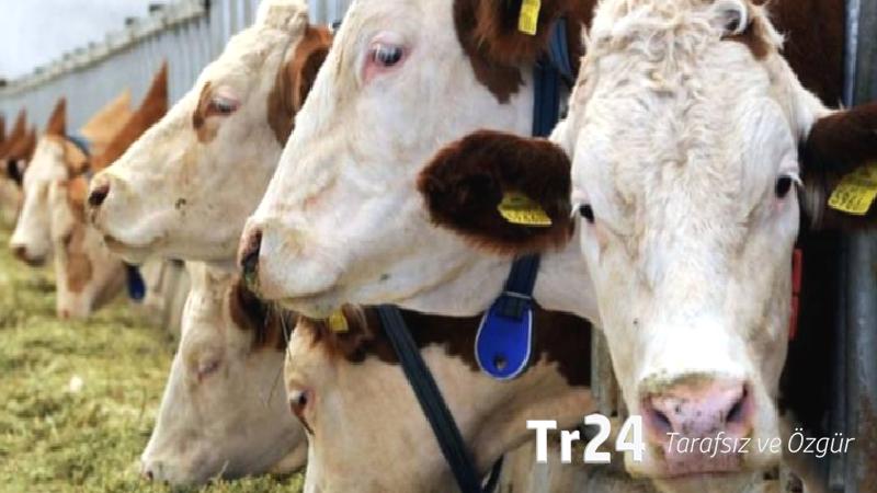 İkinci dalga şap krizi: Kesimler hızlandı, ithalat rekor seviyeye gidiyor