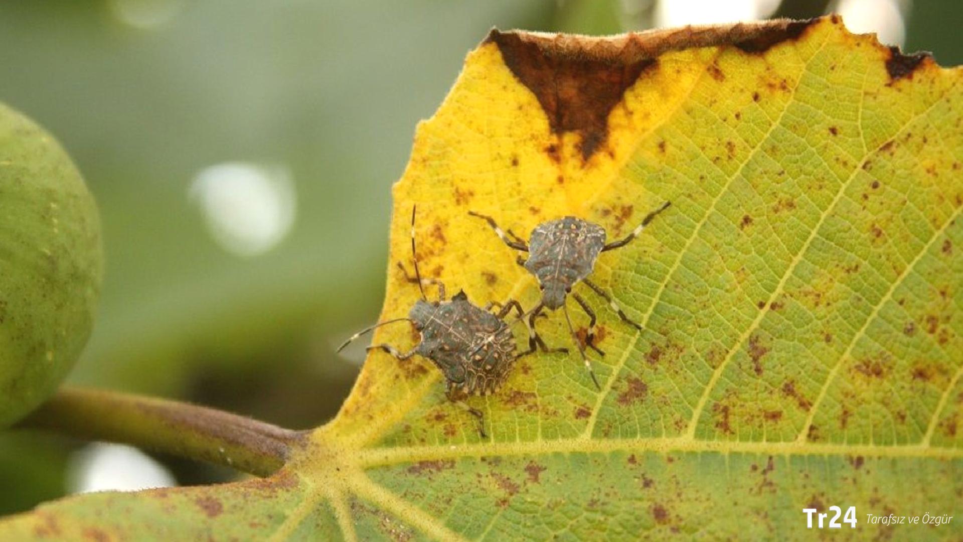 Kahverengi kokarca istilası büyüyor, ‘Tüm Türkiye’ye yayılabilir’: ‘Kapı pencere açamıyoruz, bir anda hücum ediyorlar’