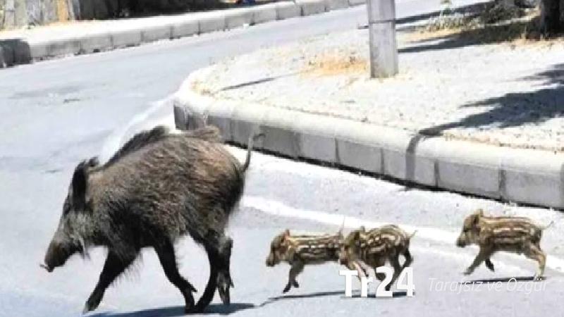 “Kurşun teşvikli domuz avı projesi” tartışma yarattı; hayvan hakları savunucularından tepki!