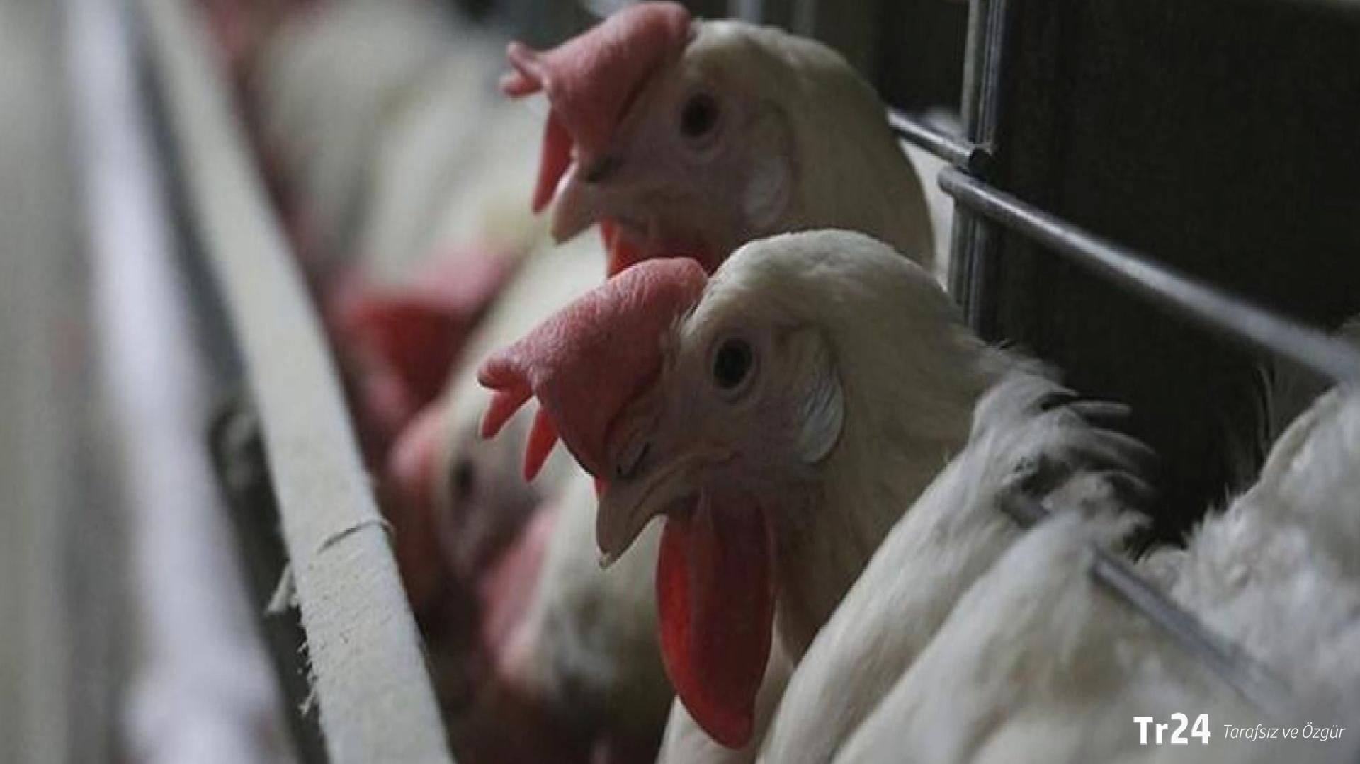 ABD’de H5N5 kuş gribi kaynaklı ilk insan ölümü kaydedildi