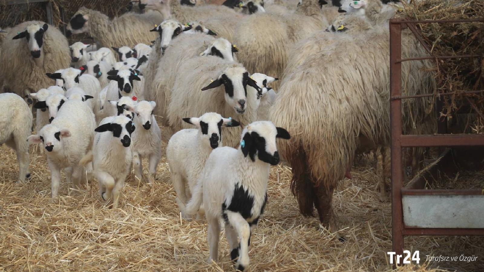 “Balıkesir kuzusu” etiketiyle fiyat oyunu iddiası: Kaşe basıp kilogram fiyatına 100 TL ekleniyormuş!