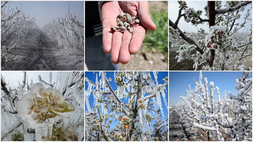 Bu kış kar az, risk çok: Meyve ağaçlarında erken çiçek, sonra don tehlikesi!