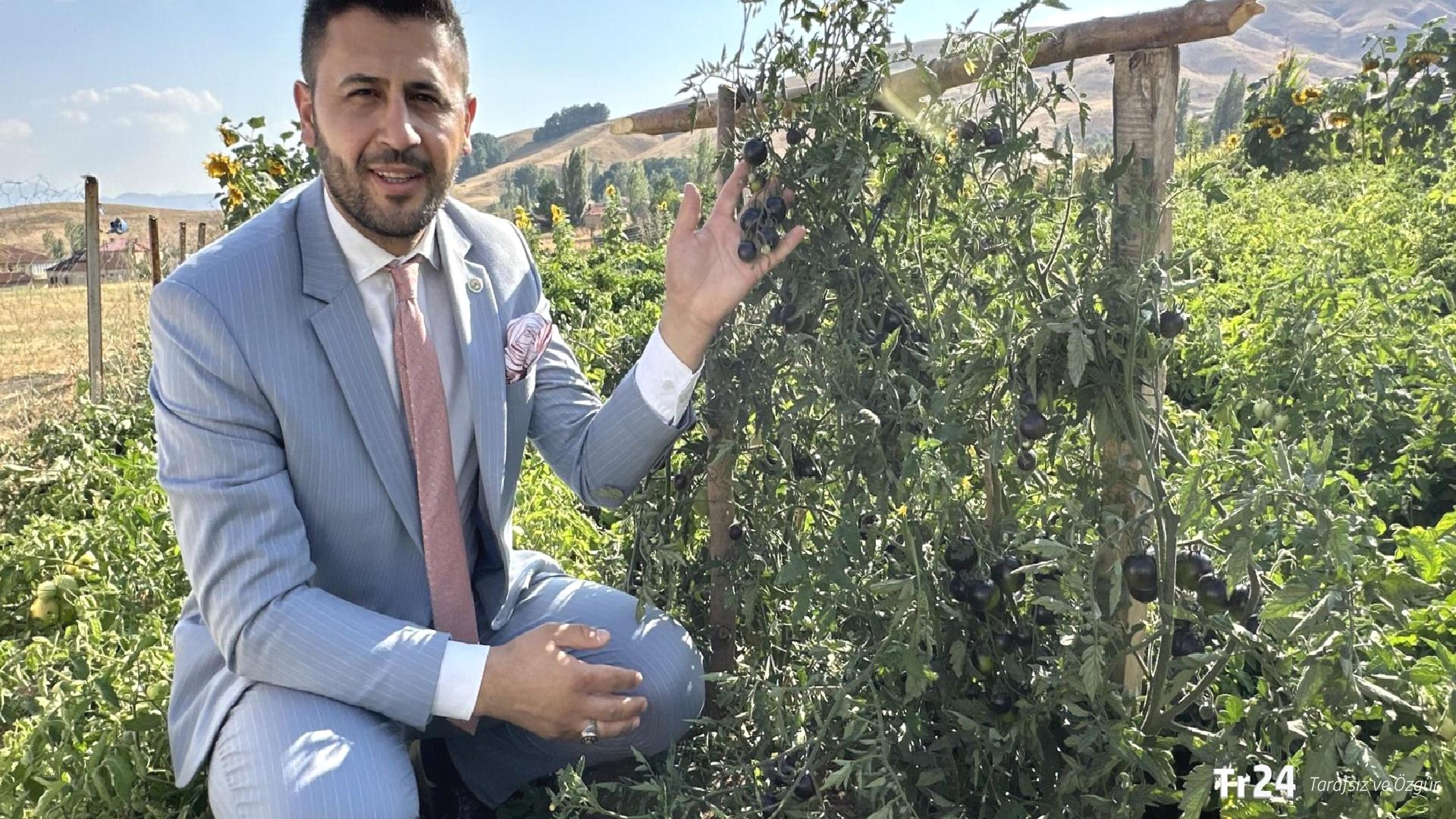 Güney Amerika’nın ünlü siyah domatesini Hakkari’da ekti: Şimdi dünyaya açılmayı planlıyor