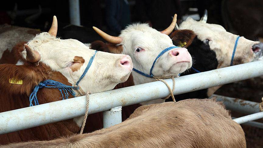 İbre ihracattan ithalata döndü: Son 15 yılda 7,6 milyon baş hayvan ithal edildi