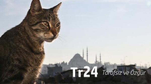 17 Şubat Dünya Kediler Günü: Türkiye’nin ünlü kedileri