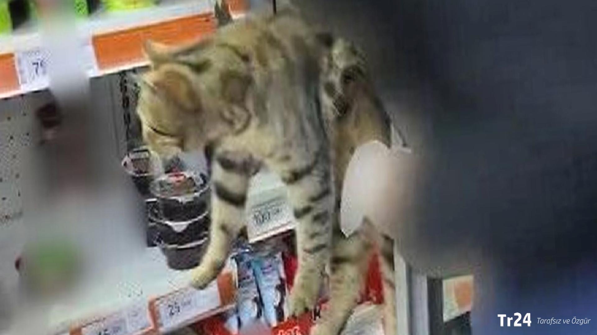 Belediye ekipleri denetim yaptı: Zincir marketin rafından kedi çıktı