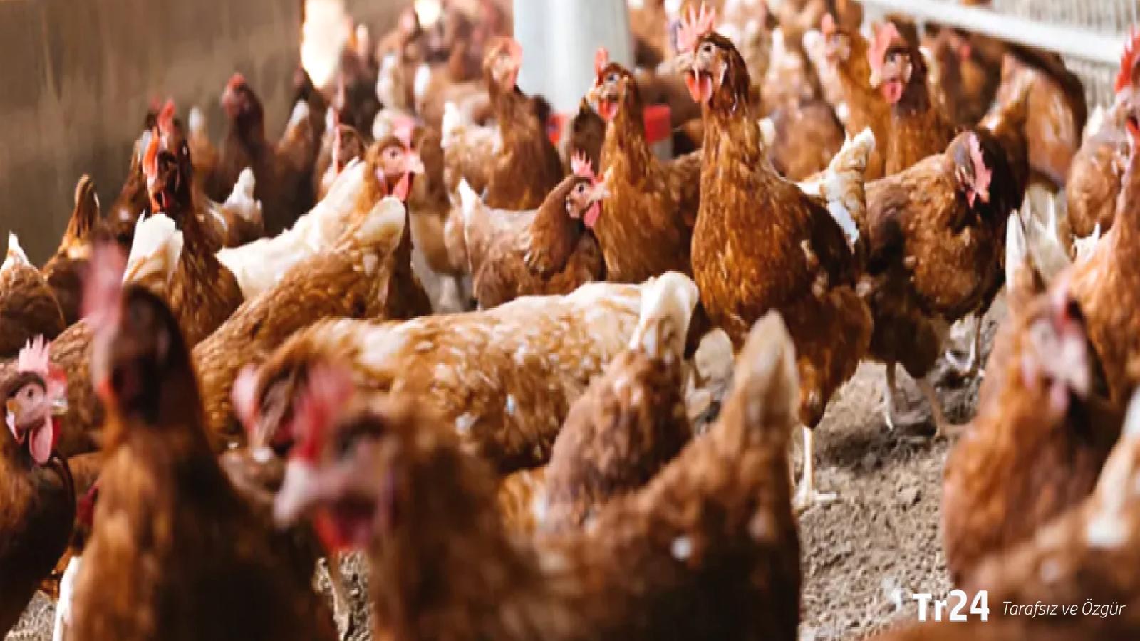 Ticaret Bakanlığı’ndan “tavuk” hamlesi: İhracat durdu, ‘fahiş fiyat’ denetimi başladı