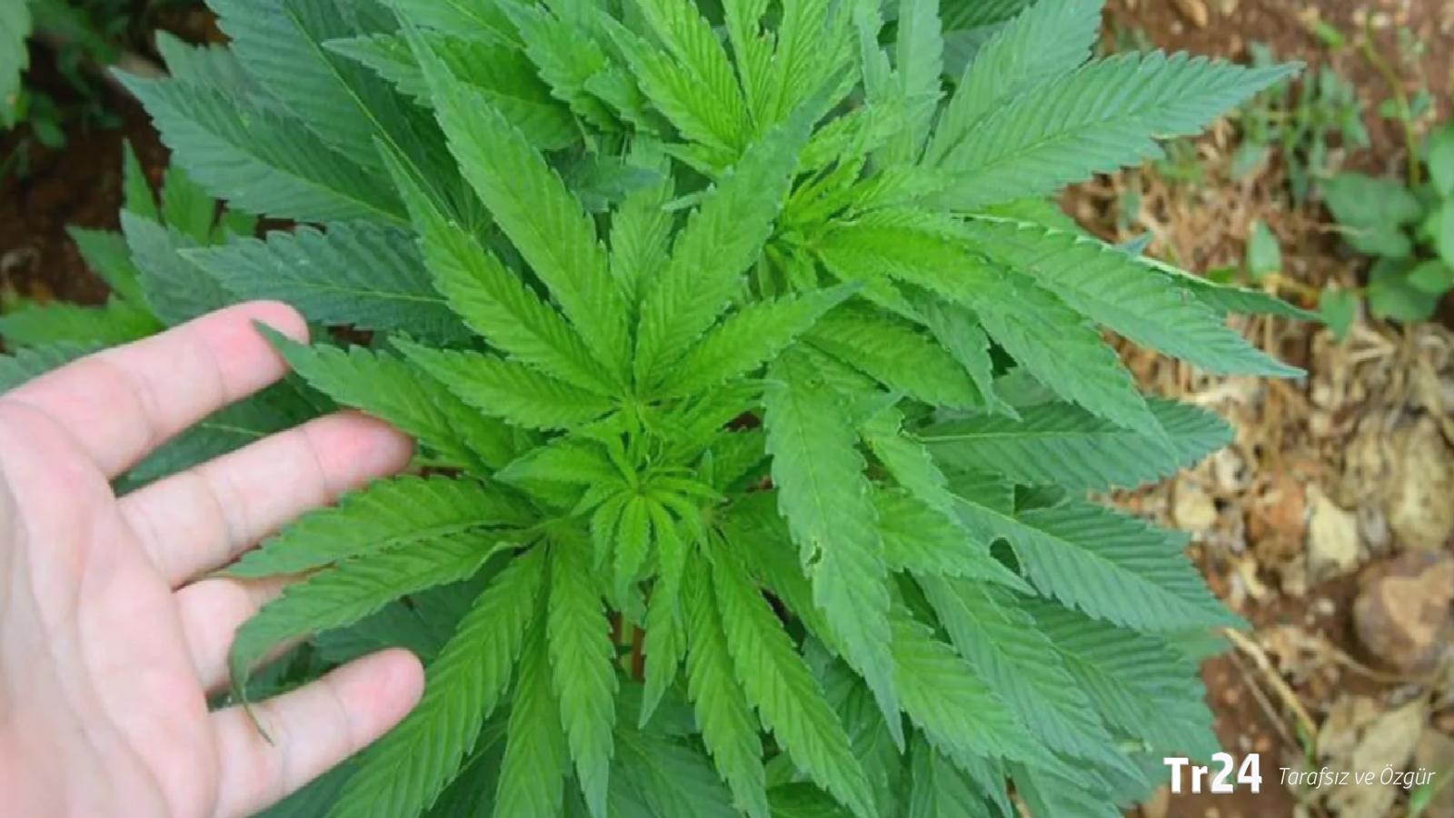 Kenevirde yeni model: Üretim ihracat ve ithalat talebine göre şekillenecek