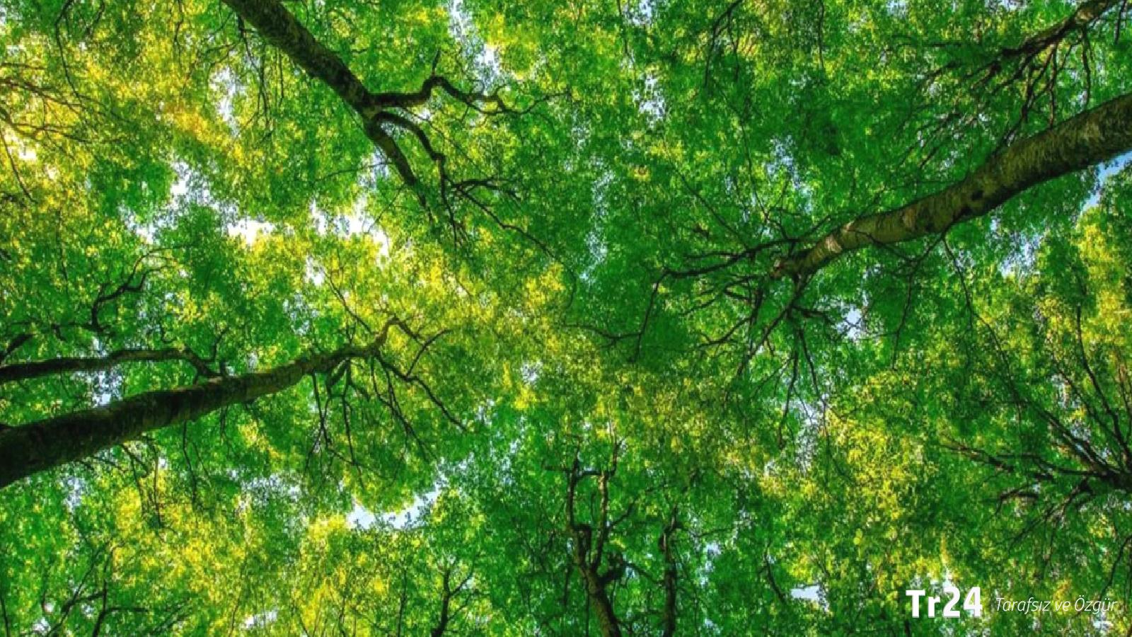 Ormanlara kadastro düzenlemesi: 1 milyon 290 bin dönüme denk gelen arazideki tapular geçerli kabul edilecek