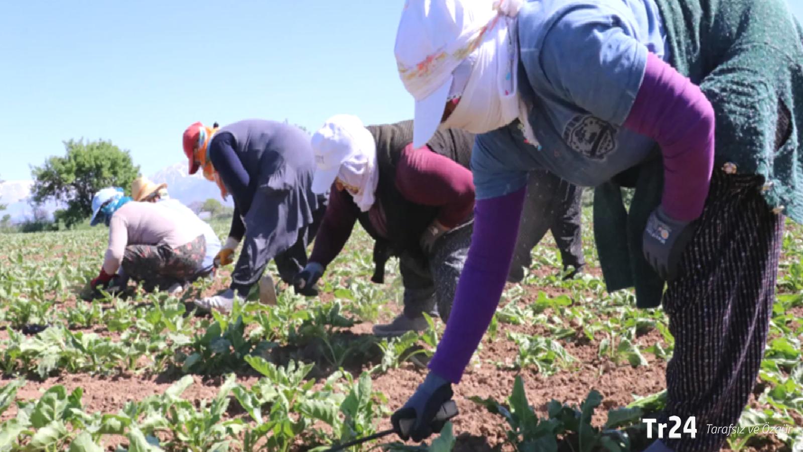 Tarımda eşitsizlik büyüdü: Kadın işçi 23 bin, erkek 39 bin lira aldı!