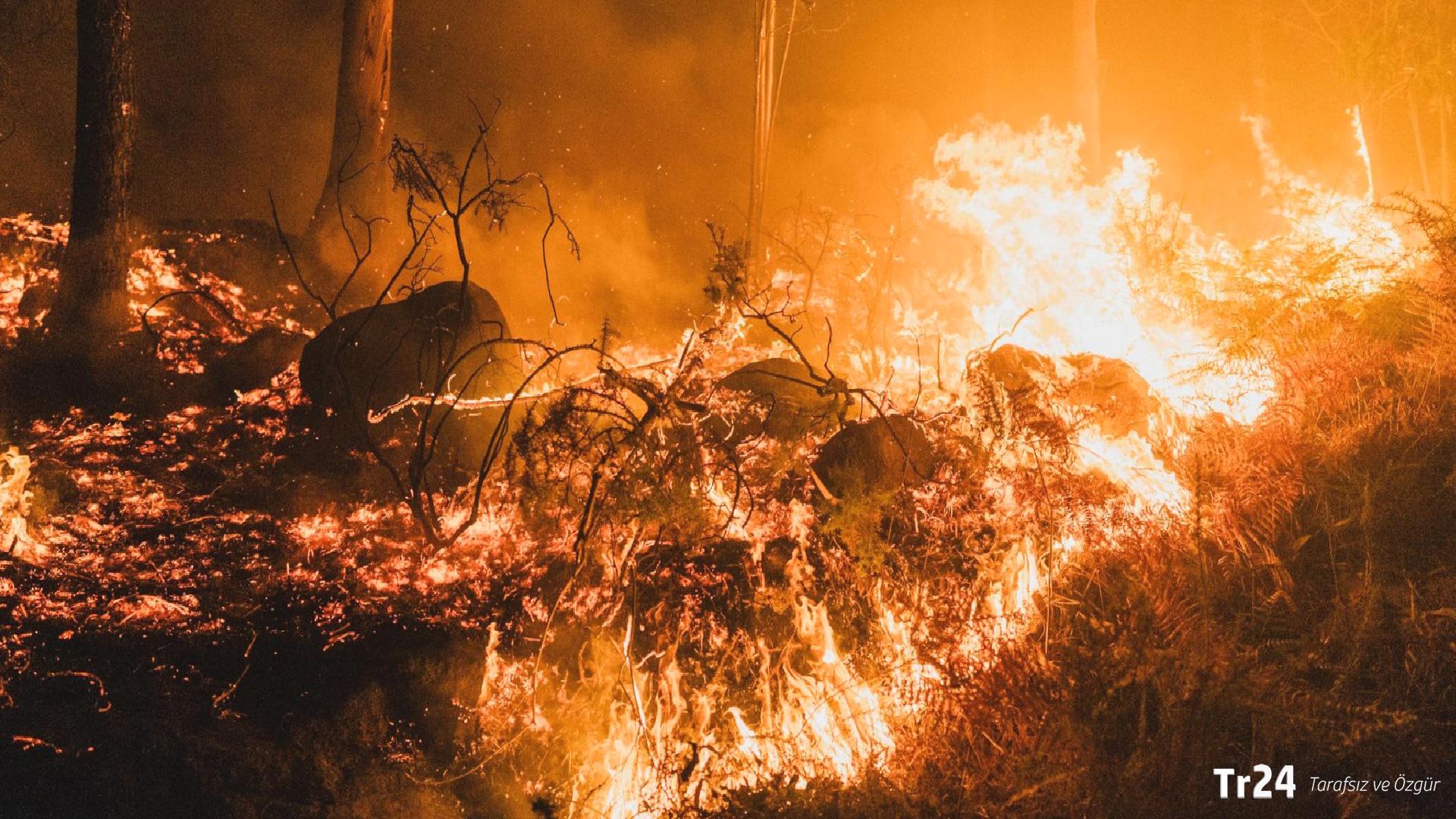 Günlerdir sürüyor: Japonya’daki yangında bin hektar kül oldu