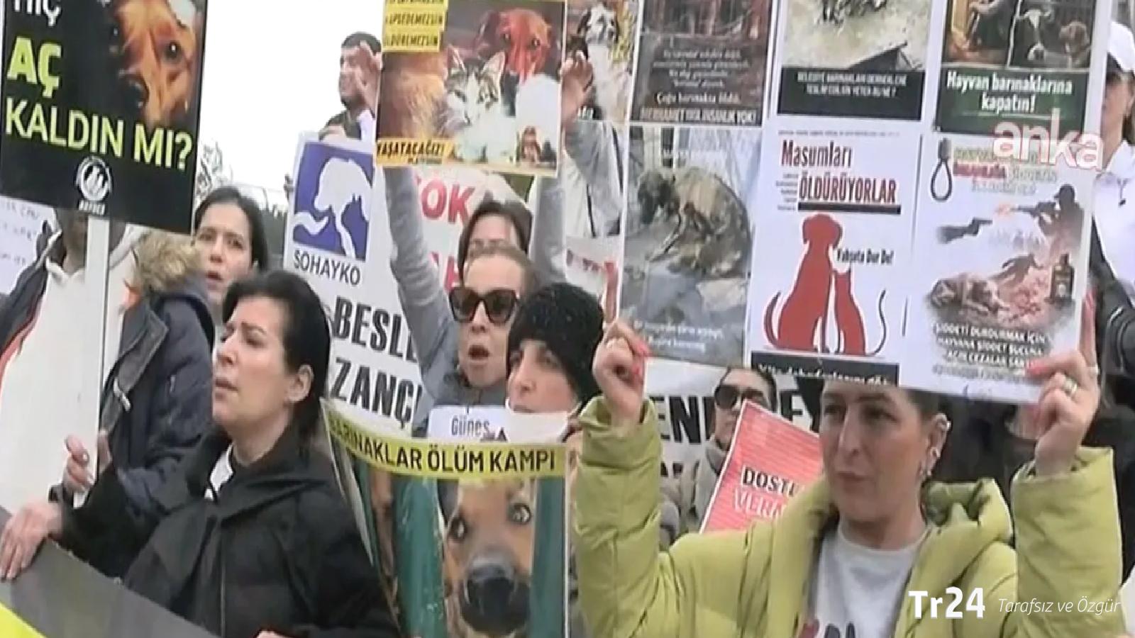 Hayvanseverlerin mücadelesi kazandı; toplatma kararı ve ötanazi geri çekildi