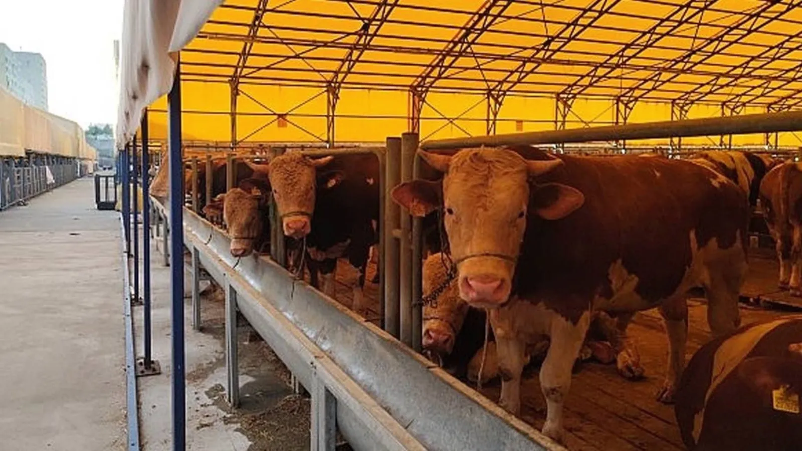 Hukukçular uyardı: Kurban bağışında sahte derneklere dikkat!