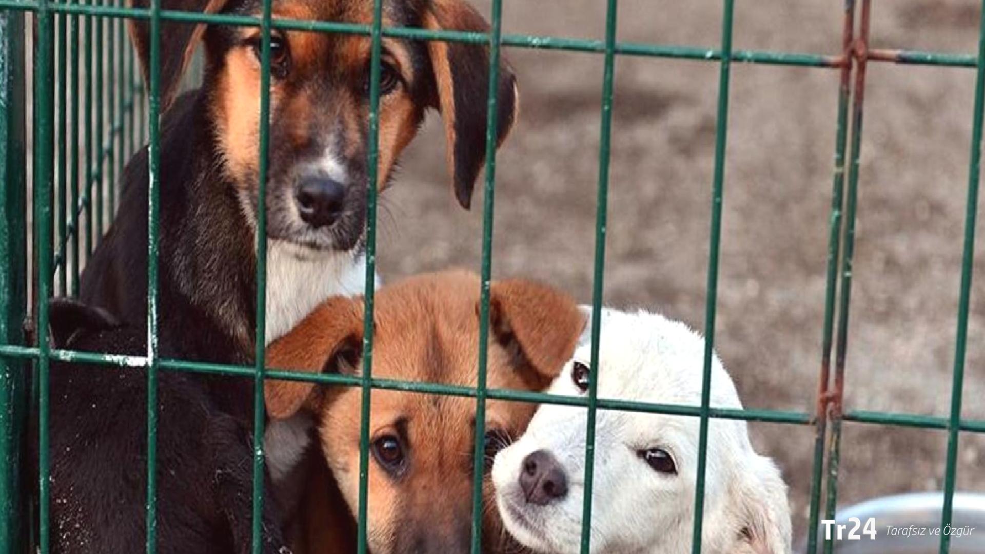 İstanbul Valiliği’nden sokak köpekleri için 6 karar