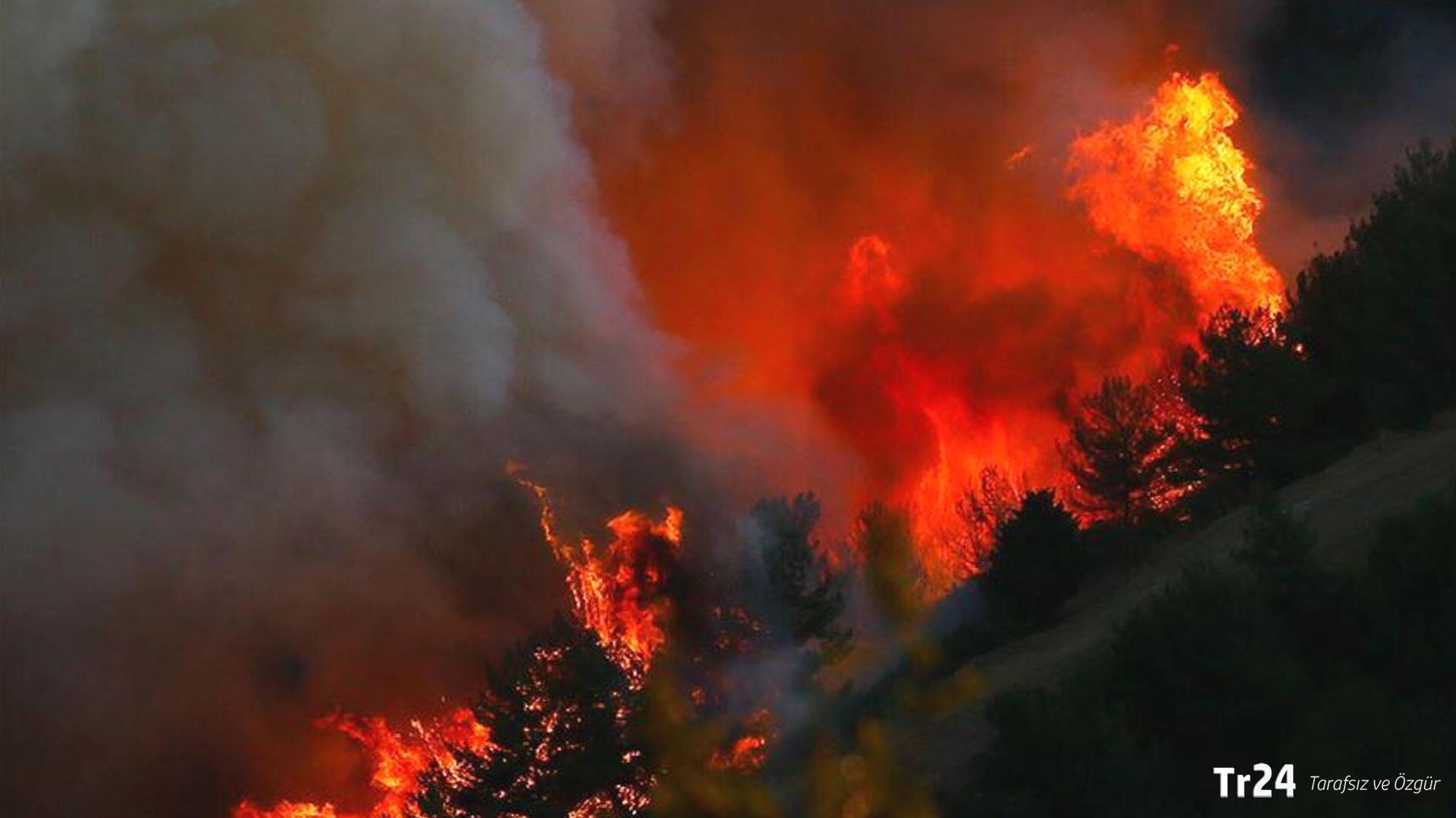 Japonya’da orman yangınları: Binden fazla kişi tahliye edildi