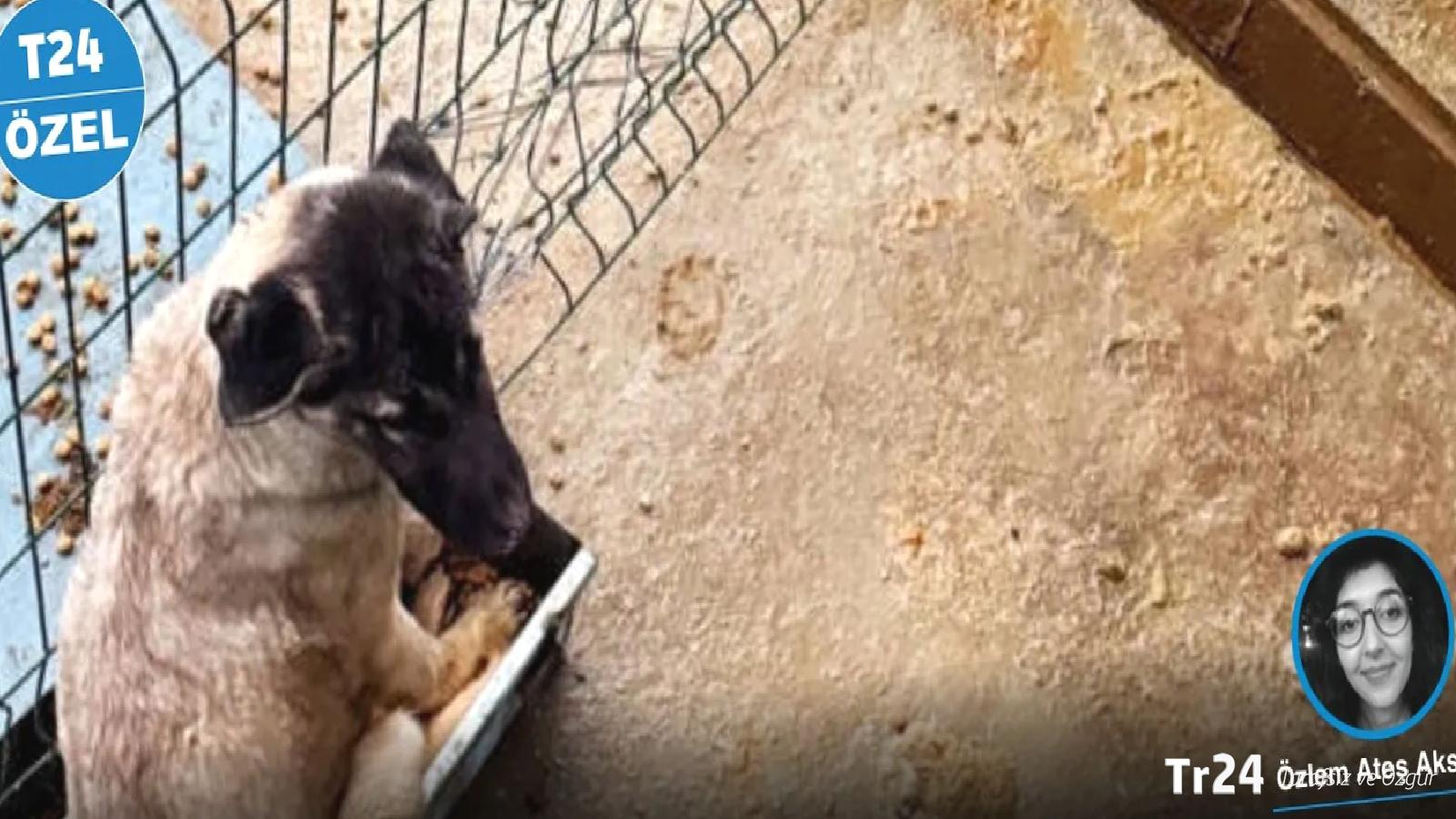 Mamak barınağı davasında ilk duruşma: Sanıklar ‘Hayvanları Koruma Kanunu’na muhalefet’ten de yargılanmalı!