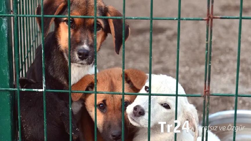 Türkiye Hayvanları Koruma Vakfı Başkanı Paçalı: Kapasitesi dolu olan belediyelerin, 30 günden kısa sürede ‘toplama’ yapması ölümlere davetiye çıkarmaktır