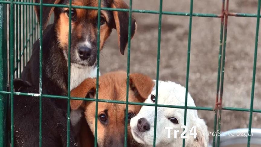 Ahmet Hakan: Dünyanın hiçbir uygar ülkesinde sokaklarda başı boş köpek yok; köpeksiz sokaklara katliamsız da ulaşılır
