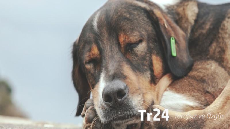 İçişleri Bakanı Mustafa Çiftçi’den ‘sokak köpekleri’ açıklaması: Ekim ayının sonuna kadar hepsi toplanacak; bu durum hayvanlar açısından da iyi
