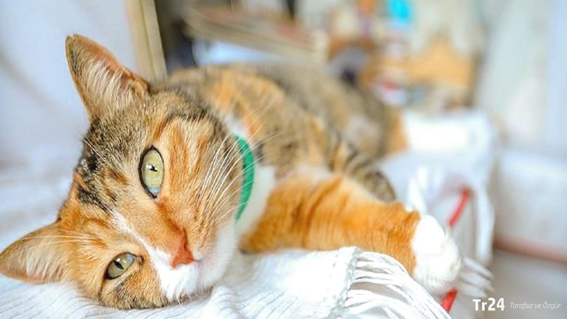 İzmir’de 33 kedi ölü bulunmuştu: Serbest bırakılan veteriner gözaltına alındı