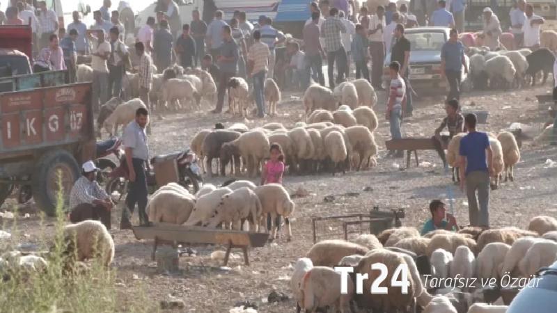 Kurbanlık alanın işi bitmiyor: Asıl masraf kesimden sonra başlıyor