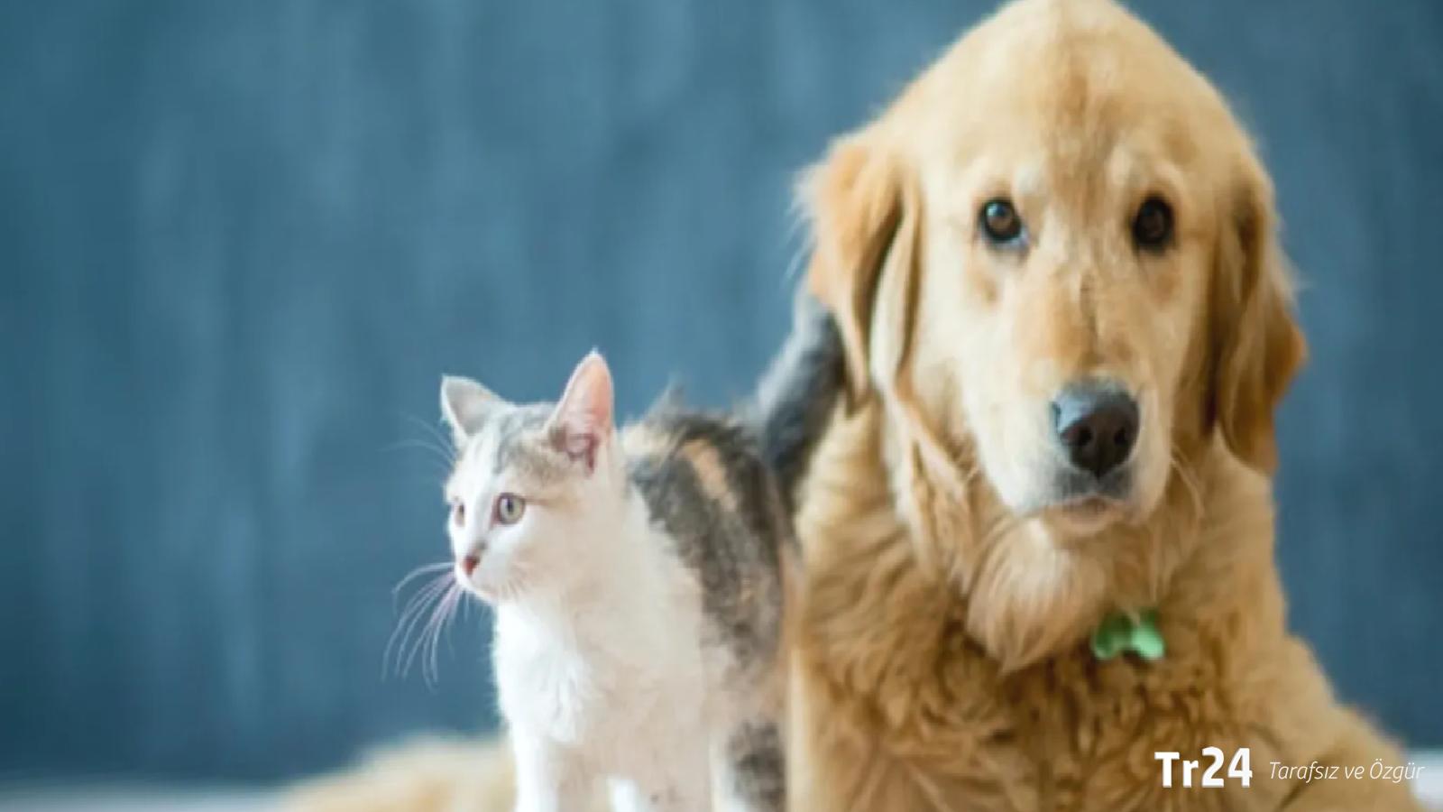 Mahkemeden boşanma davasında karar: 5 kedi ve 1 köpeğin velayetini erkeğe verdi